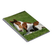 Foal Laying in Grass Notitieboek (Rechterzijde)