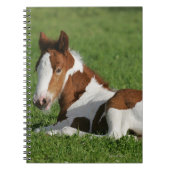 Foal Laying in Grass Notitieboek (Voorkant)