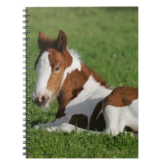 Foal Laying in Grass Notitieboek (Voorkant)