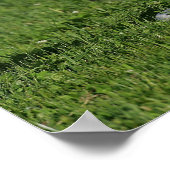 Foal Laying in Grass Poster (Hoek)