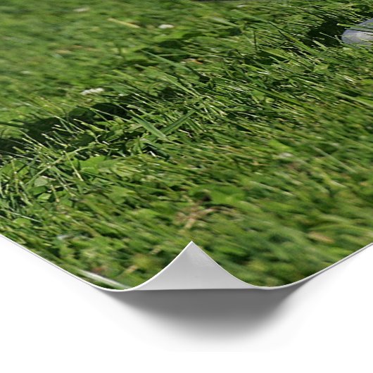 Foal Laying in Grass Poster (Hoek)