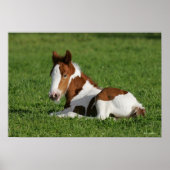 Foal Laying in Grass Poster (Voorkant)