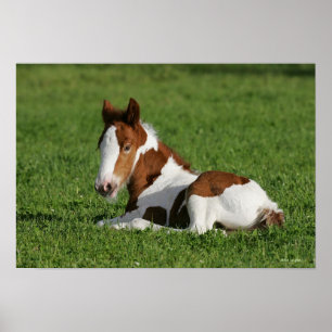 Foal Laying in Grass Poster
