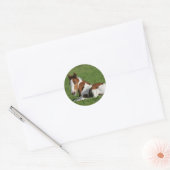 Foal Laying in Grass Ronde Sticker (Envelop)