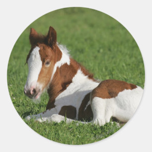 Foal Laying in Grass Ronde Sticker
