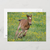 Foal lopen briefkaart (Voorkant / Achterkant)