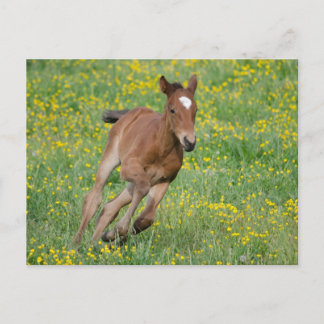 Foal lopen briefkaart