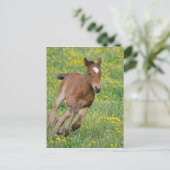 Foal lopen briefkaart (Staand voorkant)