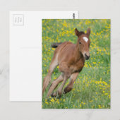 Foal lopen briefkaart (Voorkant / Achterkant)