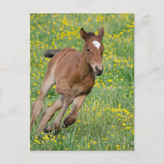Foal lopen briefkaart