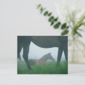 Foal omgeven door moeder briefkaart (Staand voorkant)
