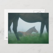 Foal omgeven door moeder briefkaart (Voorkant / Achterkant)