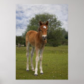 Foal print (Voorkant)