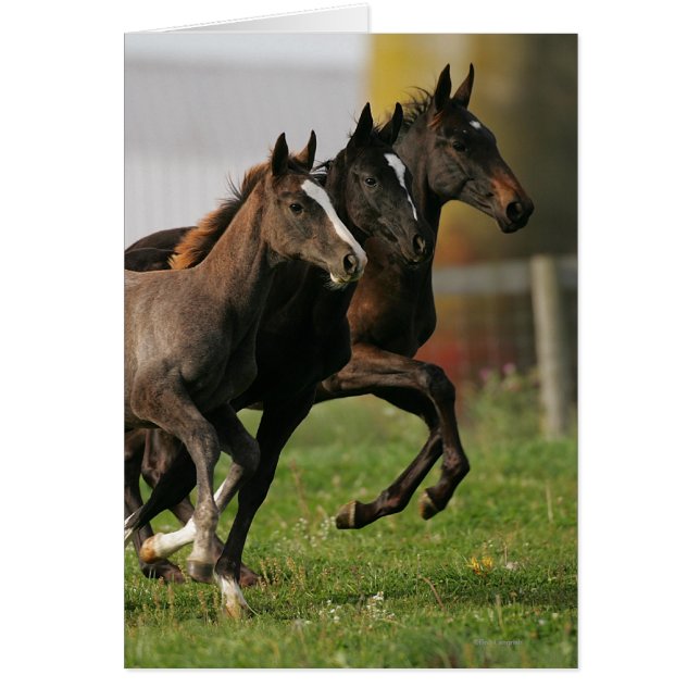 Foal Running (Voorkant)