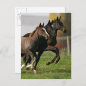 Foal Running Briefkaart (Voorkant / Achterkant)