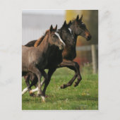 Foal Running Briefkaart (Voorkant)