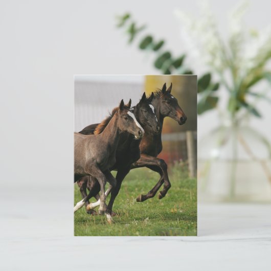 Foal Running Briefkaart (Staand voorkant)