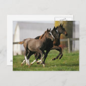 Foal Running Briefkaart (Voorkant / Achterkant)