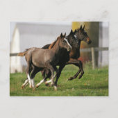 Foal Running Briefkaart (Voorkant)