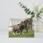Foal Running Briefkaart (Staand voorkant)