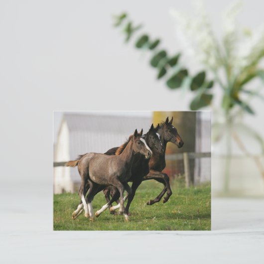 Foal Running Briefkaart (Staand voorkant)