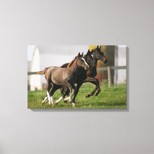 Foal Running Canvas Afdruk (Voorkant)