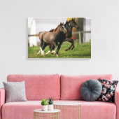 Foal Running Canvas Afdruk (Insitu (Woonkamer))