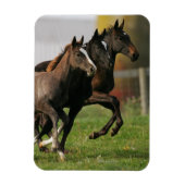 Foal Running Magneet (Verticaal)
