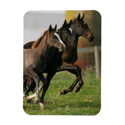 Foal Running Magneet (Verticaal)