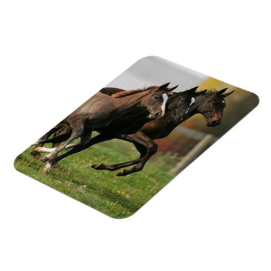 Foal Running Magneet (Linkerzijde)