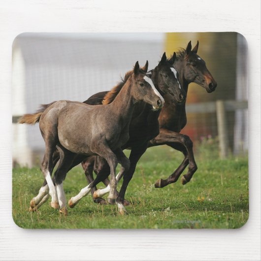 Foal Running Muismat (Voorkant)