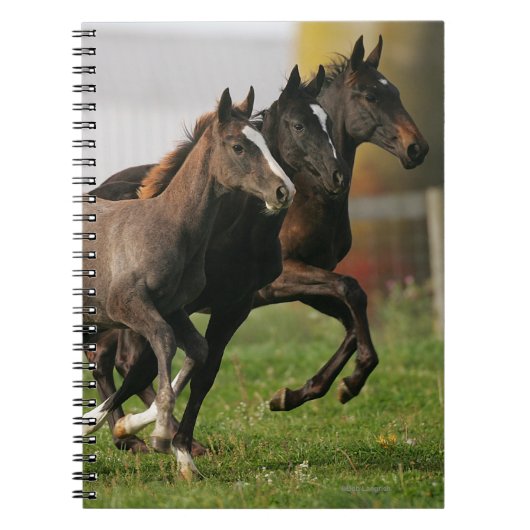 Foal Running Notitieboek (Voorkant)