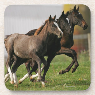 Foal Running Onderzetter