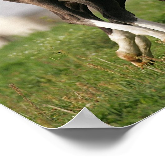 Foal Running Poster (Hoek)