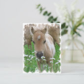 Foal Smelling Daisies Briefkaart (Staand voorkant)