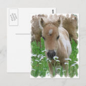 Foal Smelling Daisies Briefkaart (Voorkant / Achterkant)
