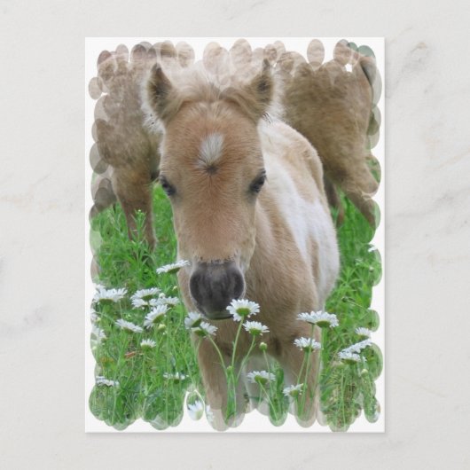 Foal Smelling Daisies Briefkaart (Voorkant)