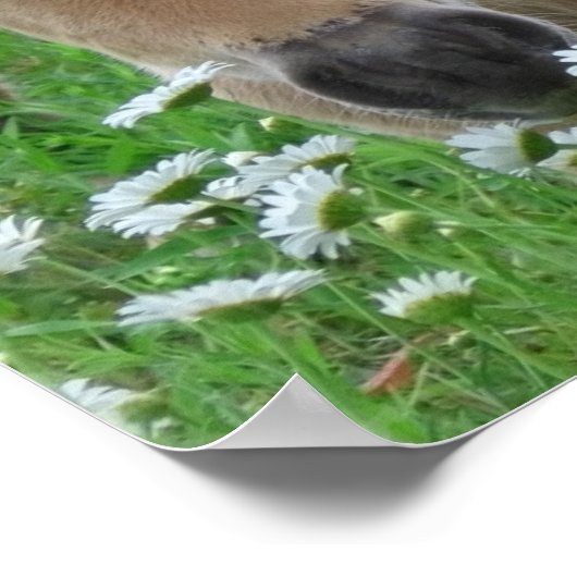 Foal Smelling Daisies Canvas Print (Hoek)