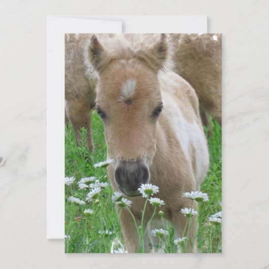 Foal Smelling Flowers Invitation Kaart (Voorkant)