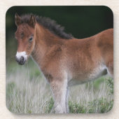 Foal Standing Bier Onderzetter (Voorkant)
