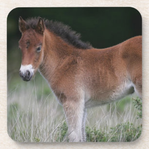 Foal Standing Bier Onderzetter