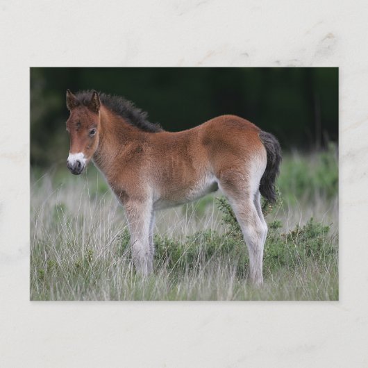 Foal Standing Briefkaart (Voorkant)