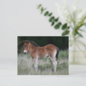 Foal Standing Briefkaart (Staand voorkant)