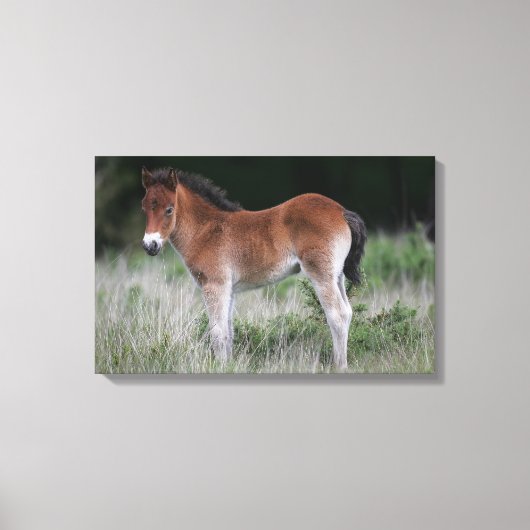 Foal Standing Canvas Afdruk (Voorkant)