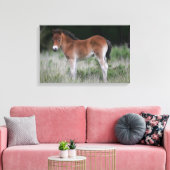 Foal Standing Canvas Afdruk (Insitu (Woonkamer))