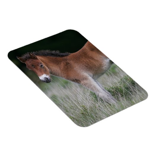 Foal Standing Magneet (Rechterzijde)
