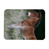 Foal Standing Magneet (Horizontaal)