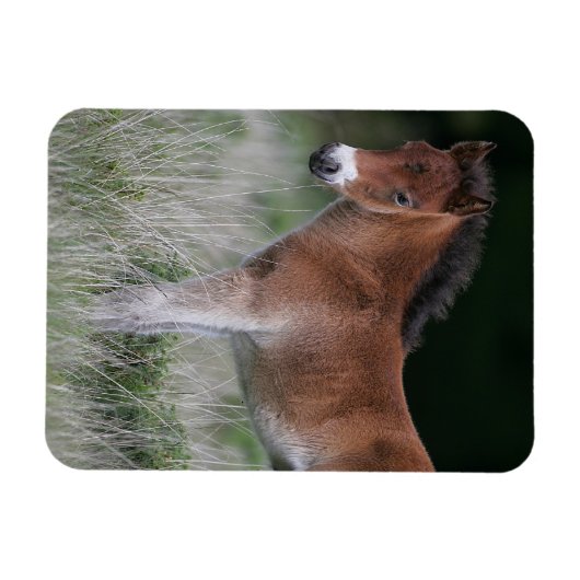 Foal Standing Magneet (Horizontaal)
