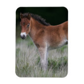 Foal Standing Magneet (Verticaal)