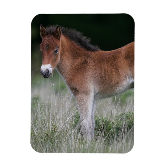 Foal Standing Magneet (Verticaal)